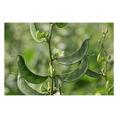 Avaraikkai (Broad Beans)